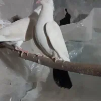 کبوتر ساتن بلژیکی آبی و هملت سیاه|پرنده|نجف‌آباد, کهریزسنگ|دیوار