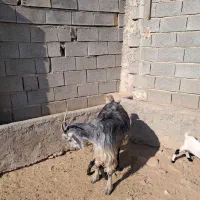 بز چاق پرواری مخصوص کشتار|حیوانات مزرعه|بانش, |دیوار