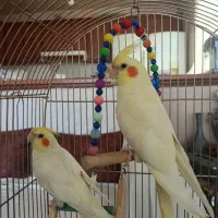 یک جفت عروس هلندی