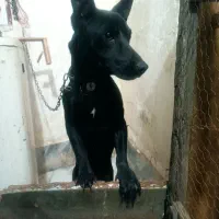 سگ پاکوتاه گرگی|سگ|مشهد, کوی دروی|دیوار