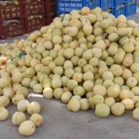 اجاره گر باغ میوه هستم