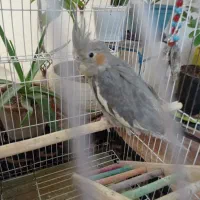 عروس هلندی سه ماهه باقفس|پرنده|خرمآباد, |دیوار