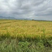 1500 متر زمین مزروعی/فرصت سرمایه گذاری