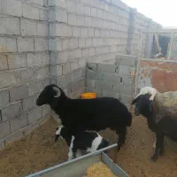 بره نر