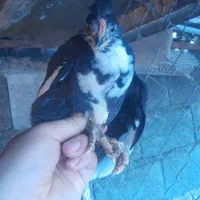 فروش جوجه گلین ۳۵ روزه