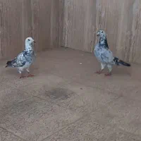کبوتر سار آلمانی