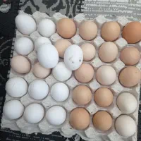 تخم‌مرغ‌محلی‌تازه‌ارگانیک