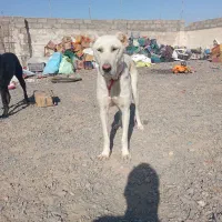 توله سگ خراسانی سفید|سگ|بجستان, |دیوار