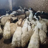 گوسفند زنده دام پاک با گوشواره بهداشتی