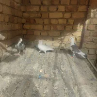 سه عدد پلاکی