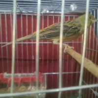 قناری نر|پرنده|کرمان, |دیوار