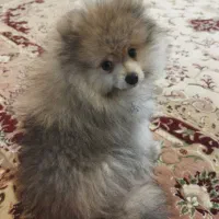 سگ پامر خرسی