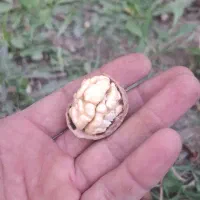 فروش گردوی کاغذی|خوردنی و آشامیدنی|شاهین دژ, |دیوار