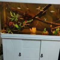 آکواریوم سایز استاندار