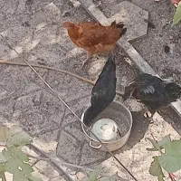 8عدد مرغ طاقچه ۲ تومن فقط برای امروز