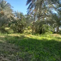 تعداد ۱۵۰عدد درخت روستای زنگی آباداز توابع فهرج