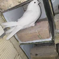 تعدادی کبوتر بزک تهرونی کاشونی شازده پلاکی|پرنده|شهرضا, |دیوار