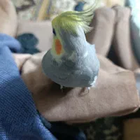 یک جفت عروس هلندی دستی