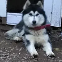 سگ هاسکی ماده|سگ|لولمان, |دیوار