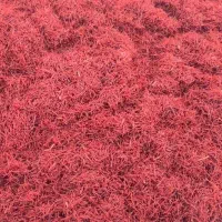 ریشه قرمز شده زعفران