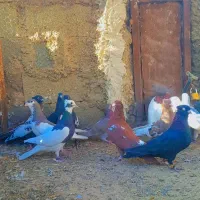 کبوتر بهبهانی نر|پرنده|سیدان, |دیوار