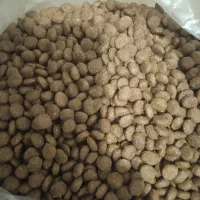 غذاگربه