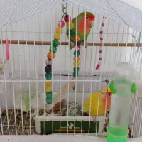 کوتوله برزیلی