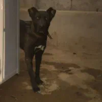 ماده سرابی اصیل|حیوانات|مرند, |دیوار