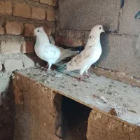 3تا تکپر زمانتی|پرنده|گرگان, |دیوار