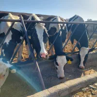 گاو شیری درجه یک|حیوانات مزرعه|نیشابور, شریعتی|دیوار