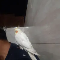 عروس هلندی گمشده