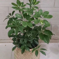 گل زاموفیلیا|گل و گیاه طبیعی|کرمانشاه, |دیوار