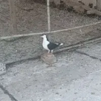 یک زاغ دم‌سفید پاک نر و ساده سیاه|پرنده|گالیکش, |دیوار