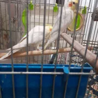 جفت عروس هلندی باقفس|پرنده|محمدشهر, کوی بهار|دیوار