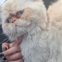 واگذاری گربه نژاد داره خالص پرشین
