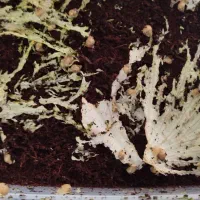 فروش حلزون|خزنده|اصفهان, شهرک امام زمان|دیوار