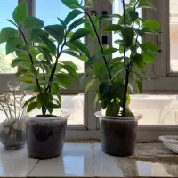 سه تا گل طبیعی دو کوچک وی بزرگ