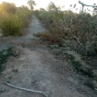 فروش باغ پستگی و میوه