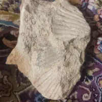 فسیل کلکسیونی