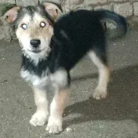 معاوضه سگ پاکوتاه باهوش نژاد اشپیتز اصیل