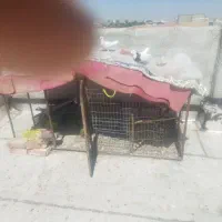 قفس 2متر طول1متر عرض120ارتفاع قیمت 4ملیون