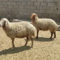 گوسفند|حیوانات مزرعه|شادگان, |دیوار