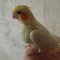 لوتنیودستی نرهستش کامل همراه قفس و غذا