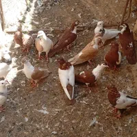 کفتر رنگی