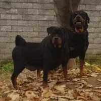 روت وایلر آمریکن دوبرمن اروپایی توله با برگه اصالت