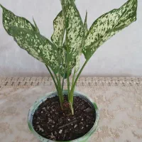فروش ویژه آگلونمای برفی (تعداد محدود)|گل و گیاه طبیعی|تهران, شهرک ولیعصر شمالی|دیوار