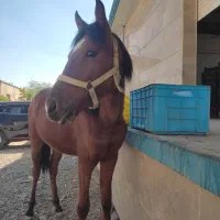 سه تا اسب کرد