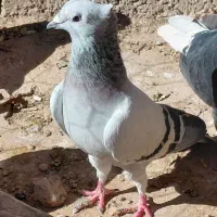 دونی ۱۱۰|پرنده|چترود, |دیوار