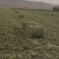 خرید و فروش یونجه پرس،کاه پرس(قالبی)|لوازم جانبی حیوانات|شیراز, گل سرخ|دیوار