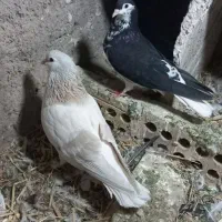 یک جفت کبوتر صده|پرنده|سبزوار, سجاد|دیوار